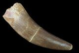 Fossil Plesiosaur (Zarafasaura) Tooth - Morocco #160577-1